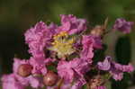 Crapemyrtle